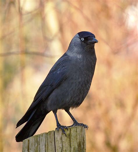 Jackdaw | The western jackdaw (Corvus monedula), also known … | Flickr