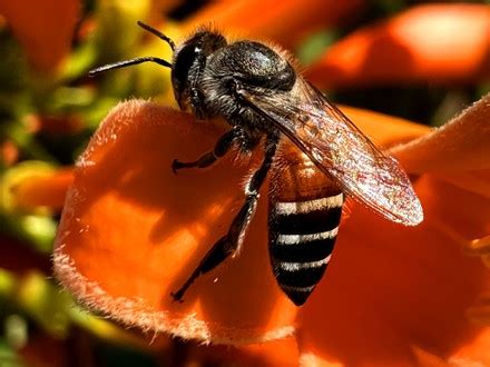 500 Plant pest Stock Pictures, Editorial Images and Stock Photos | Shutterstock