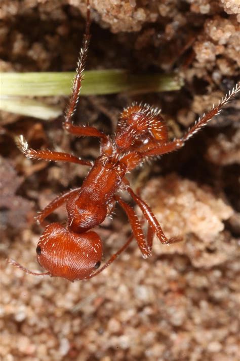 Free Stock Photo of Red Harvester Ants | Download Free Images and Free ...