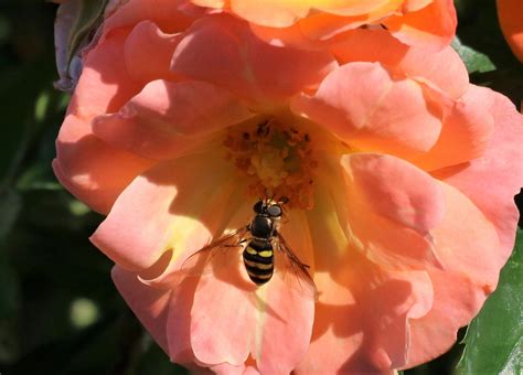 Hoverfly On Pink Rose Free Stock Photo - Public Domain Pictures