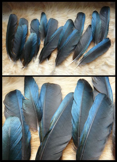 Magpie Feathers by CabinetCuriosities on DeviantArt