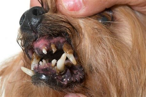 Older Dog Losing Teeth? What You Can Do About Tooth Loss - Dr. Buzby's ...