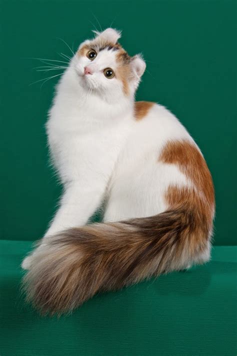 lovely pets : Top 5 Smallest Cat Breeds