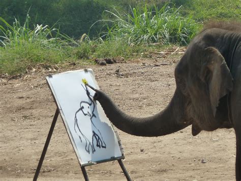 File:Elephant show in Chiang Mai P1110469.JPG - Wikimedia Commons