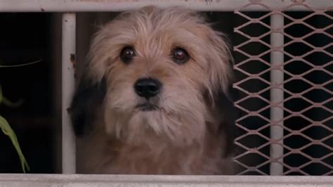 Benji Returns to Warm Everyone's Heart in the Netflix Reboot of the ...