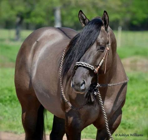 1000+ images about Grulla Horses on Pinterest | Kansas city, American ...