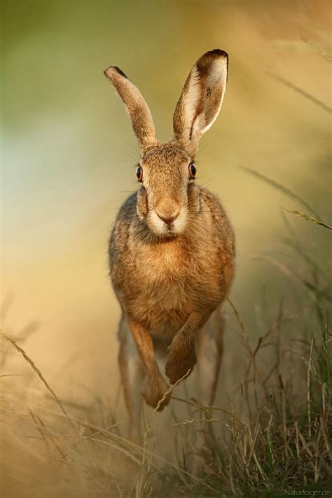 European hare running right at you. Hare’s eye view. | Animals wild ...