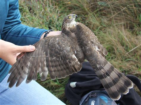 Sharp-shinned Hawk | Golden Gate National Parks Conservancy