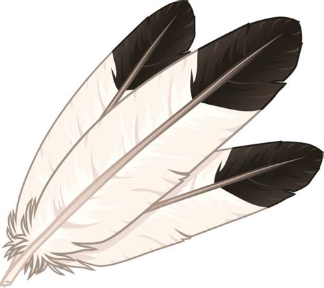 A collection of eagle feathers | Feather clip art, Feather illustration ...