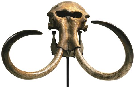 (#2851) A MAMMOTH SKULL, MAMMUTHUS PRIMIGENIUS (WOOLLY MAMMOTH) LATE ...