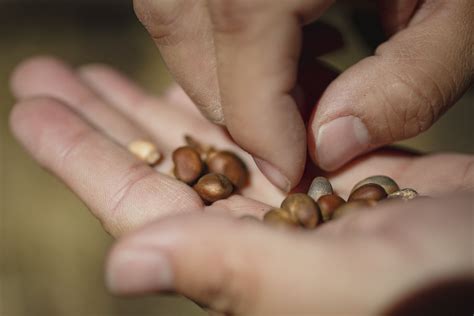 The Tradition and Business of Picking and Selling Piñon Nuts in New ...