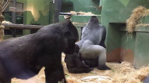 Gorillas Caught mating at the zoo !! Daylight #ZooMating #CaughtInTheActFunny by #NewMuzik - YouTube