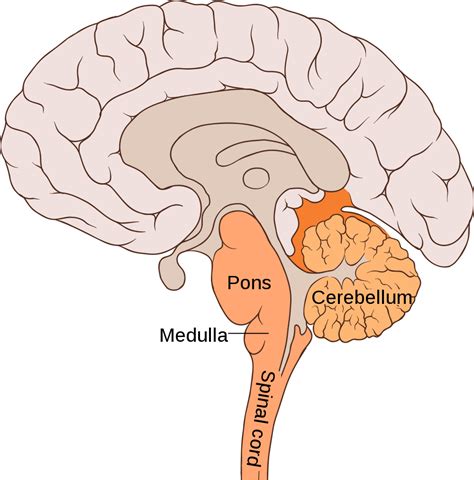 Schematic Of The Brain