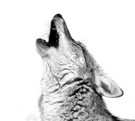 Howling Coyote by Athena McKinzie Photography Art for sale https://fineartamerica.com/featured ...