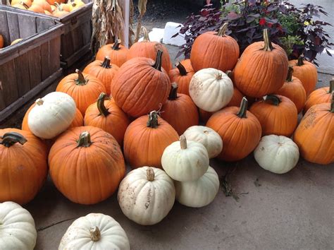 Pumpkins | Pumpkins | Mike Mozart | Flickr