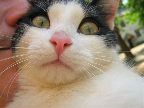 Green Eyes Black and White Cat — Russian Cats Pictures | Cats, White cat, Green eyes