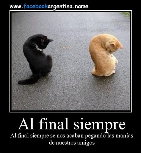 Desmotivaciones graciosas de gatos - Buscar con Google | Cat life ...