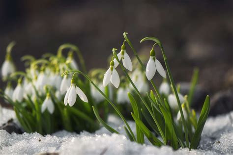 10 Trees and Plants That Bloom in Winter