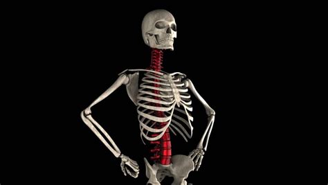 3D Animation Illustrating The Human Anatomy,skeleton Muscles Stock Footage Video 548815 ...