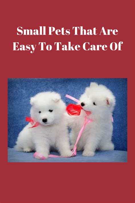 Small Pets That Are Easy To Take Care Of - Pets Care Tips | Small pets, Pet care, Low ...