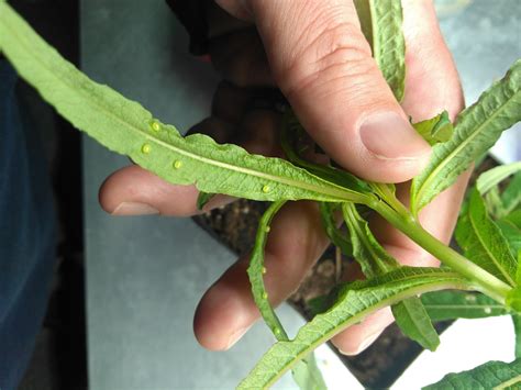 White Lined Sphinx Moth (Hummingbird Moth) EGGS -- LIVE Moth eggs – Sagebrush Butterflies