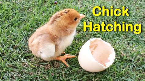 Egg To Chicken - Chicken Hatching From Egg Time lapse Video - YouTube