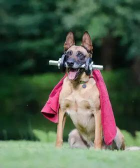 How To Train Belgian Malinois? – Shepherddogsite