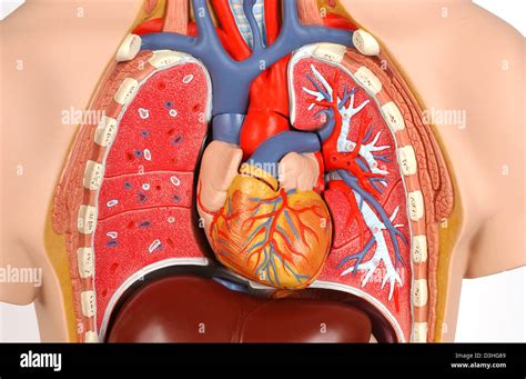 HEART, ANATOMY Stock Photo - Alamy