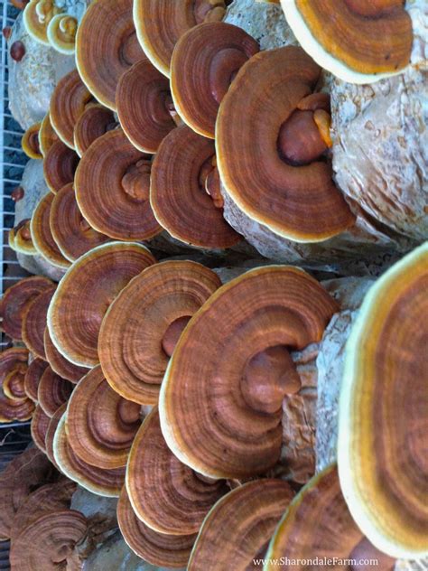 Dried Reishi Mushrooms – Sharondale Mushroom Farm