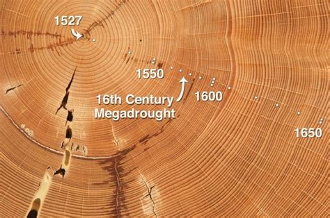 Dating Methods Dendrochronology – Telegraph