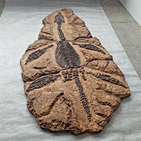 Mary Anning's Plesiosaur Fossil Replica Giant Museum-quality Aquatic Predator Discover Perfect ...