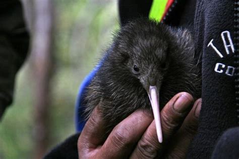 baby kiwi bird ... tee hee, so cute | Baby kiwi, Kiwi bird, Baby animals