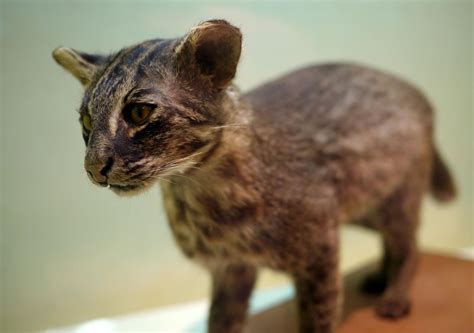 Iriomote cat (Prionailurus bengalensis iriomotensis) - Wild Cats World