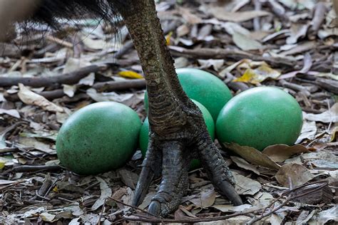 Southern Cassowary | San Diego Zoo Animals & Plants