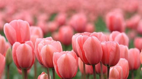 Hình nền hoa Tulip tuyệt đẹp - Blog Thú Vị