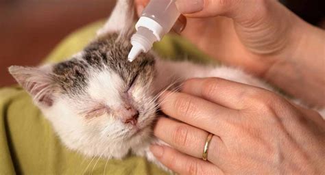 Cat Eye Infection Home Remedies, Signs and Symptoms