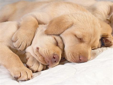 Cute Puppy Wallpaper Sleeping - Pets Lovers