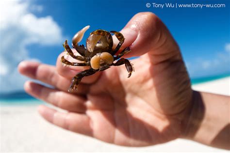 Parasitic Sacculina Barnacle Turns Crabs into Zombie Sex Slaves