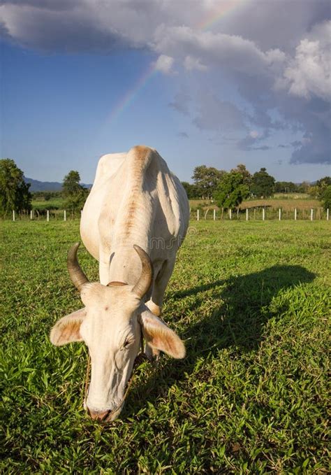 Cow eating grass stock image. Image of meadow, beef, animal - 45699183