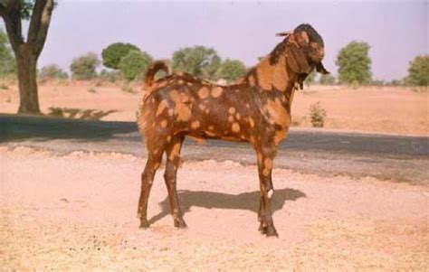 Sirohi Goat | Animals Super Store