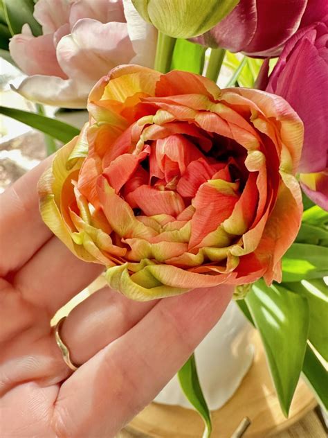 How to Make Tulips Last Longer: 7 Expert Tips from a Florist - Celebrated Nest