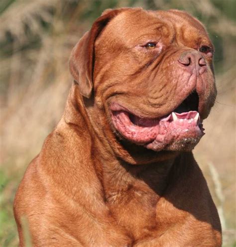 Dogue de Bordeaux - French Mastiff - K9 Research Lab