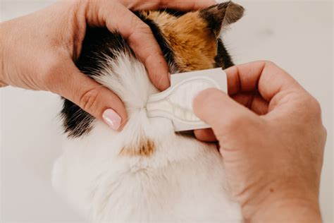How to Apply Flea Treatment: Where, When, and Why