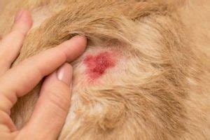 Can Dogs Get Staph Infection From Humans