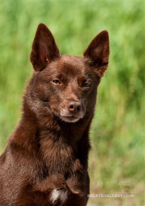 Red Kelpie Puppies