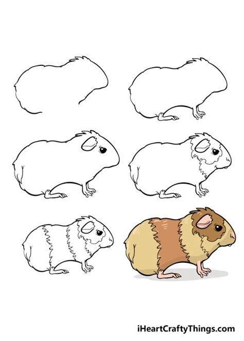 Guinea Pig Drawing - How To Draw A Guinea Pig Step By Step