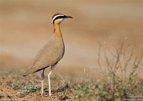 Endangered Bird Species of India - India Bird Watching