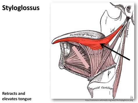 Styloglossus - Muscles of the Upper Extremity Visual Atlas, page 23 - a photo on Flickriver