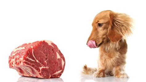 Cook beef for your dog: Cooking methods and important tips