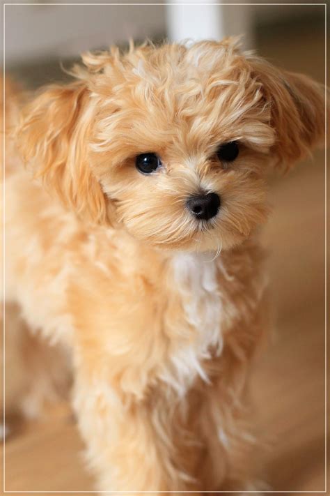 Maltipoo | Puppies, Cute dogs, Baby animals